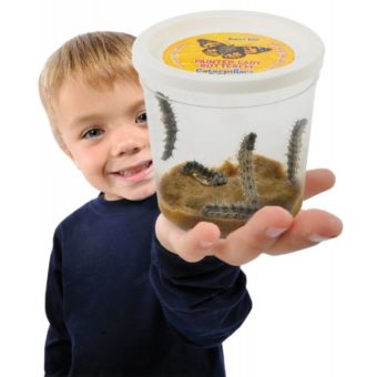 Insect-Lore-01010-Original-Butterfly-Garden-With-Voucher-0-2